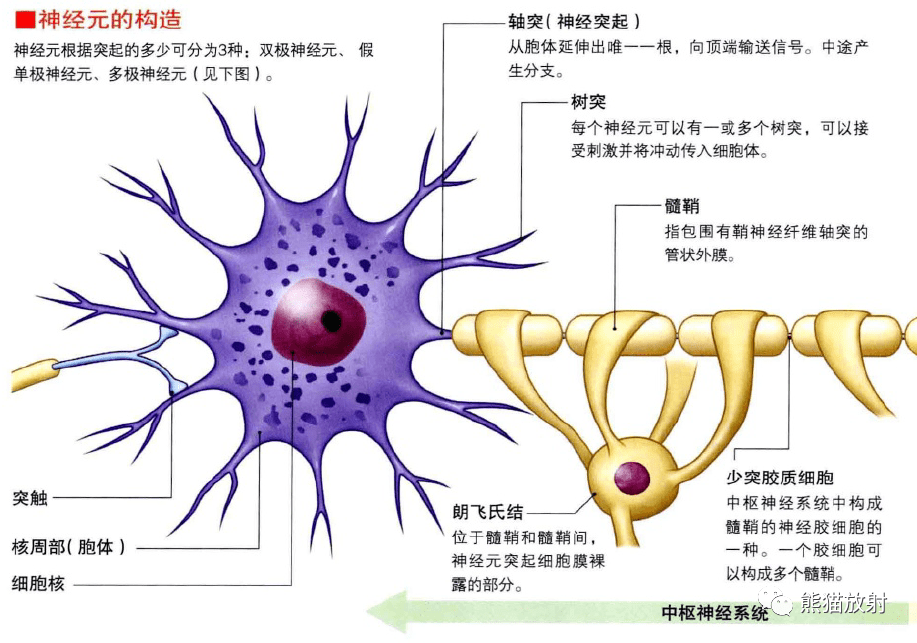 3d解剖丨内分泌系统神经系统
