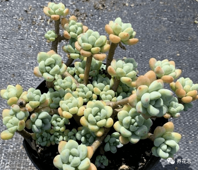 度夏必死的6种多肉,现在不要买,"买了"纯粹"浪费钱"!_环境_植株_山地