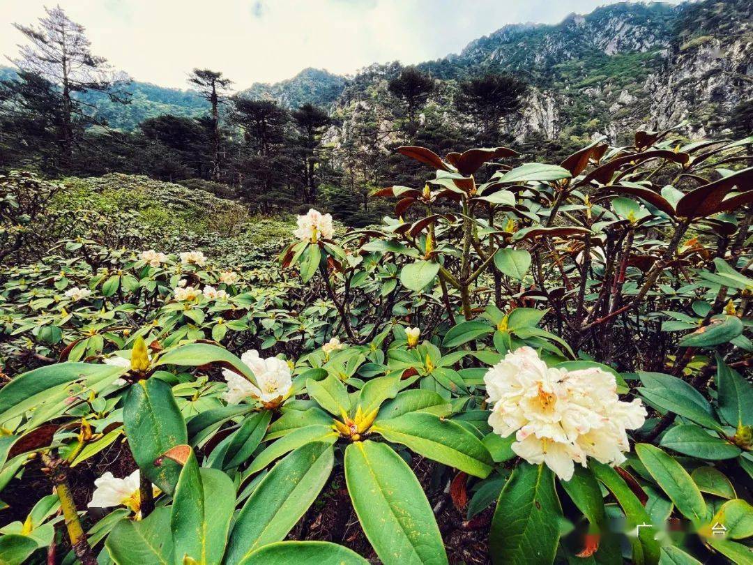美美美苍山洗马潭杜鹃花盛放拍照赏花正当时