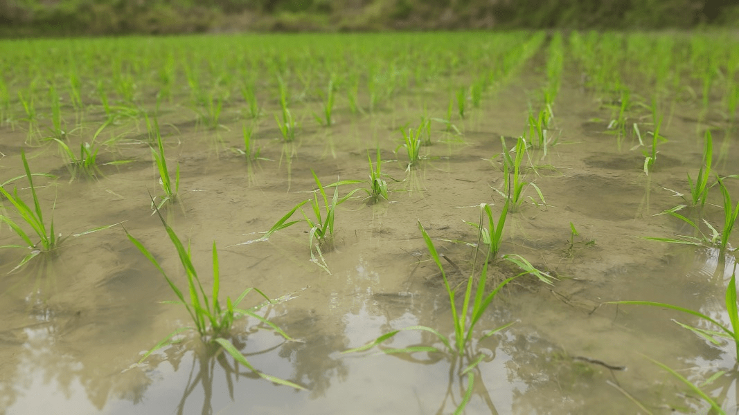 奋进新征程 建功新时代 沿河:五月好时节 水稻插秧忙