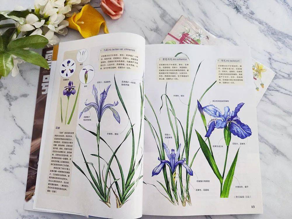 花草_博物_植物