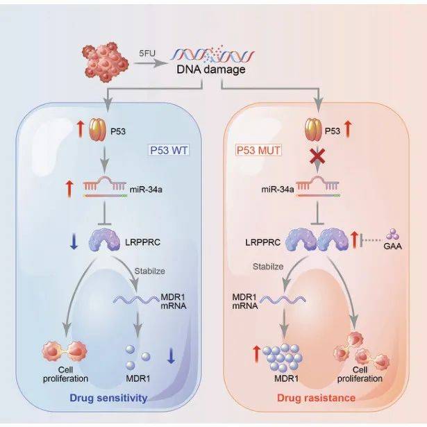科学家最新揭示一种与P53诱导耐药相关的新机制和靶点_化疗_mdr_miR-