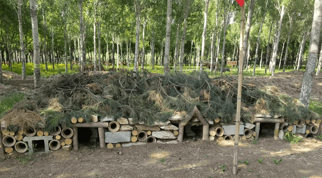 生生之道城市副中心生态绿引来万物生