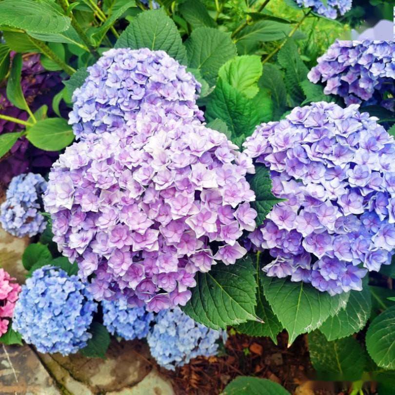 掉进爱丽丝梦境武汉蔡甸花博汇绣球花海绚丽绽放