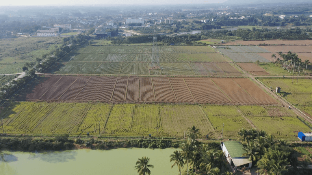 学习贯彻省委书记沈晓明在屯昌调研时的讲话精神坡心镇做大现代农业