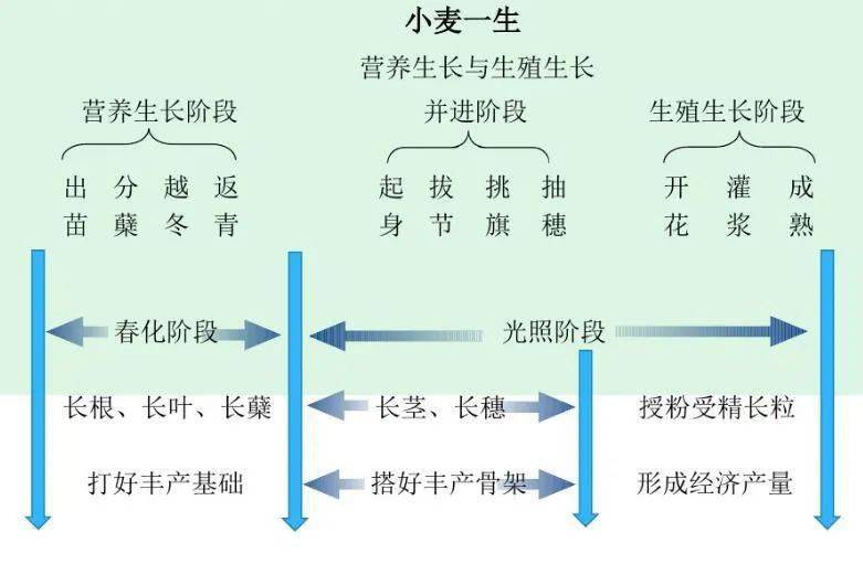 水稻的思维导图图片图片