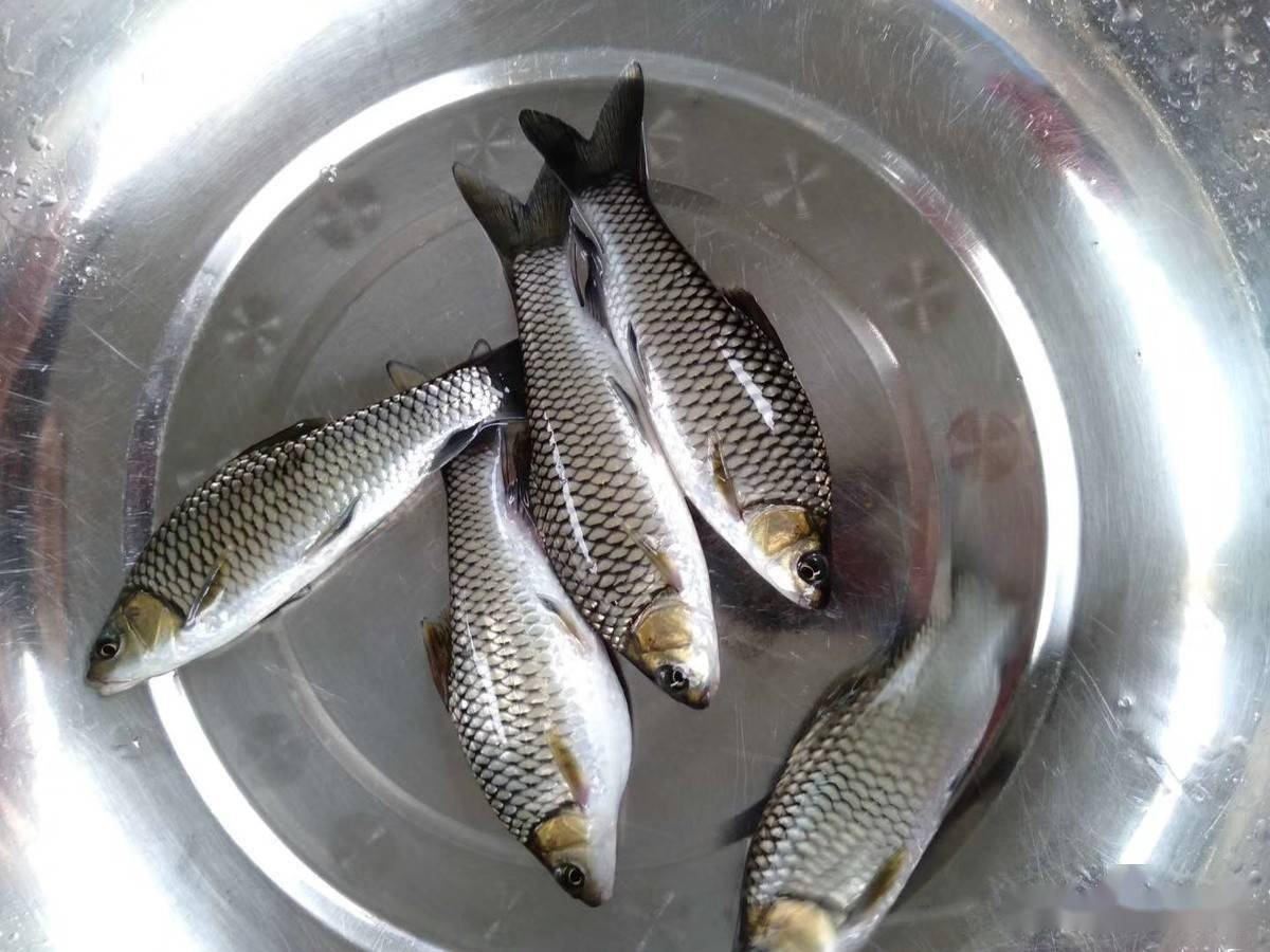 中华倒刺鲃池塘养殖技术