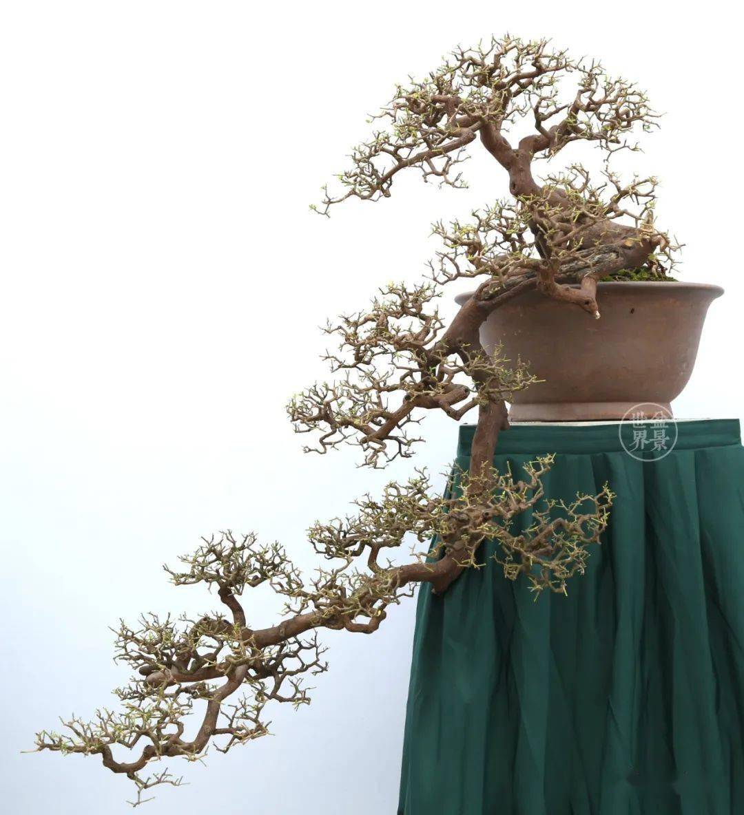 东风桔_cm_山桔_作品