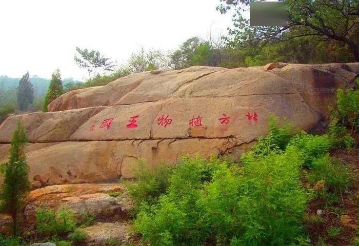 "诗圣杜甫的一首《望岳》豪迈大气,让多少人对泰山充满了向往,来泰山