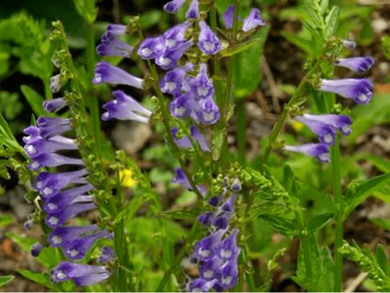 家有半枝莲 可以伴蛇眠 韩信 草药 小草