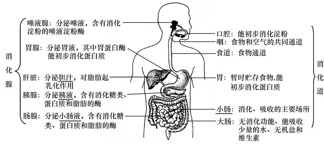 初中生物识图题常用结构示意图