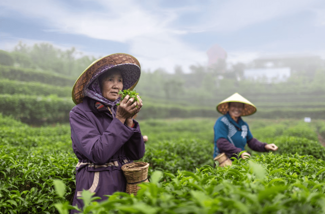 茉莉花茶品牌排行榜_2021年全国茉莉花茶十大经典品牌——京华