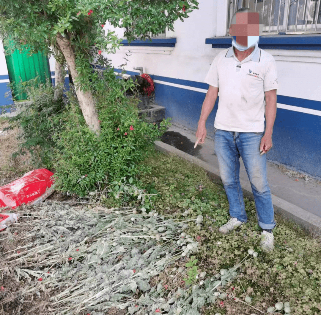 博爱一男子种植罂粟200多株被罚
