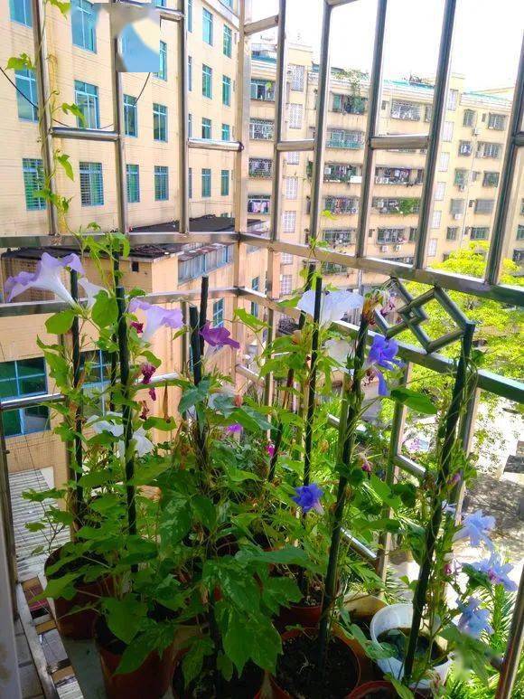 4种爬藤植物养在阳台上让你家里变得十分清凉