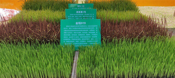 2022年济南市插秧节开启农业生态文化传播新窗口