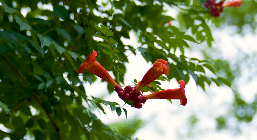 老门东花图片