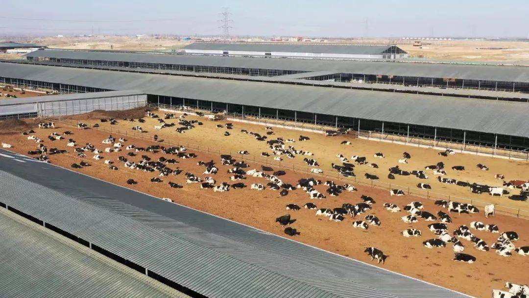 喜迎自治区第十三次党代会智慧牧场让奶牛过上智慧生活