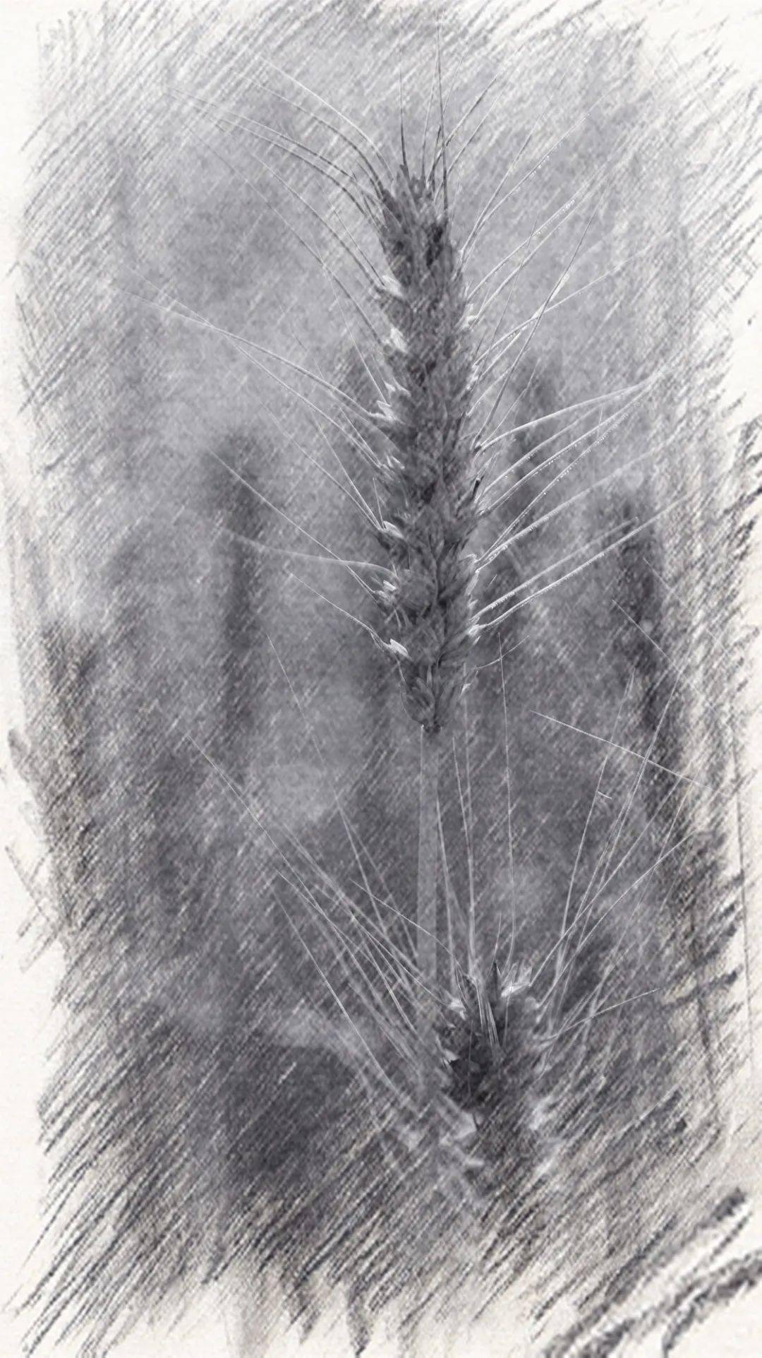 23万亩小麦喜迎丰收!一起来点亮这如画金色吧_单季稻_麦浪_部分