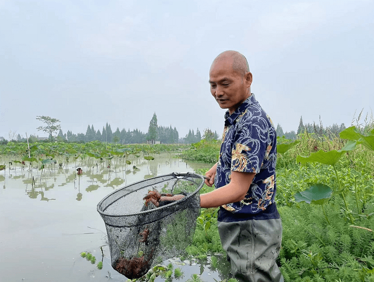 河塘养殖小龙虾 荷塘养殖小龙虾