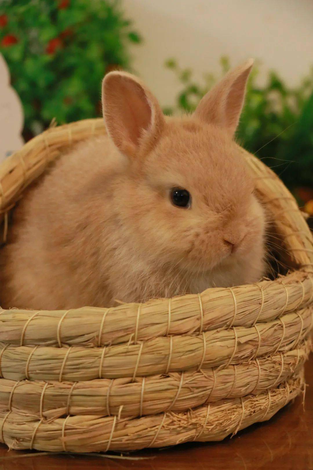 毛茸茸软乎乎乖巧可爱的兔兔好想rua友友们速来云吸兔吧