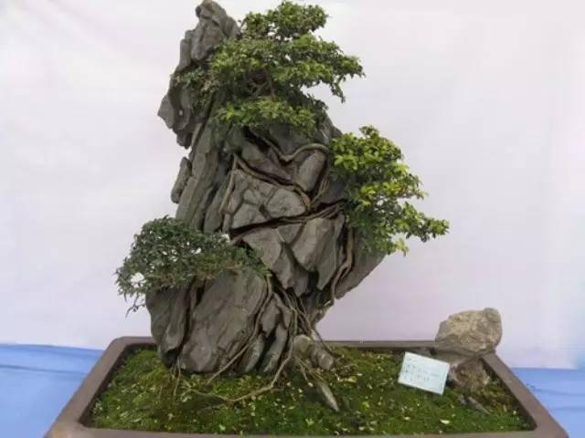 漂亮的附石盆景,令人爱不忍释_石式_养护_山石