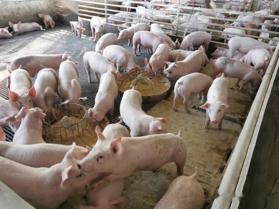 低成本解决猪场臭味,只需做到这3点,你也可以做到_复合_粪污_产品