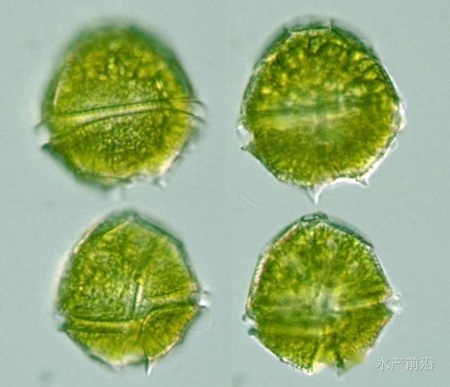 角藻属金藻门等鞭金藻属硅鞭金藻属三毛金藻属黄群藻属黄藻门无隔藻属