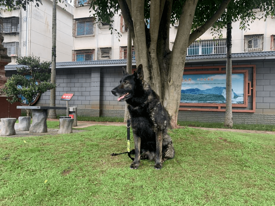 瀾滄的朋友們看過來搜救犬徵集領養人啦你想帶退役搜救犬回家嗎