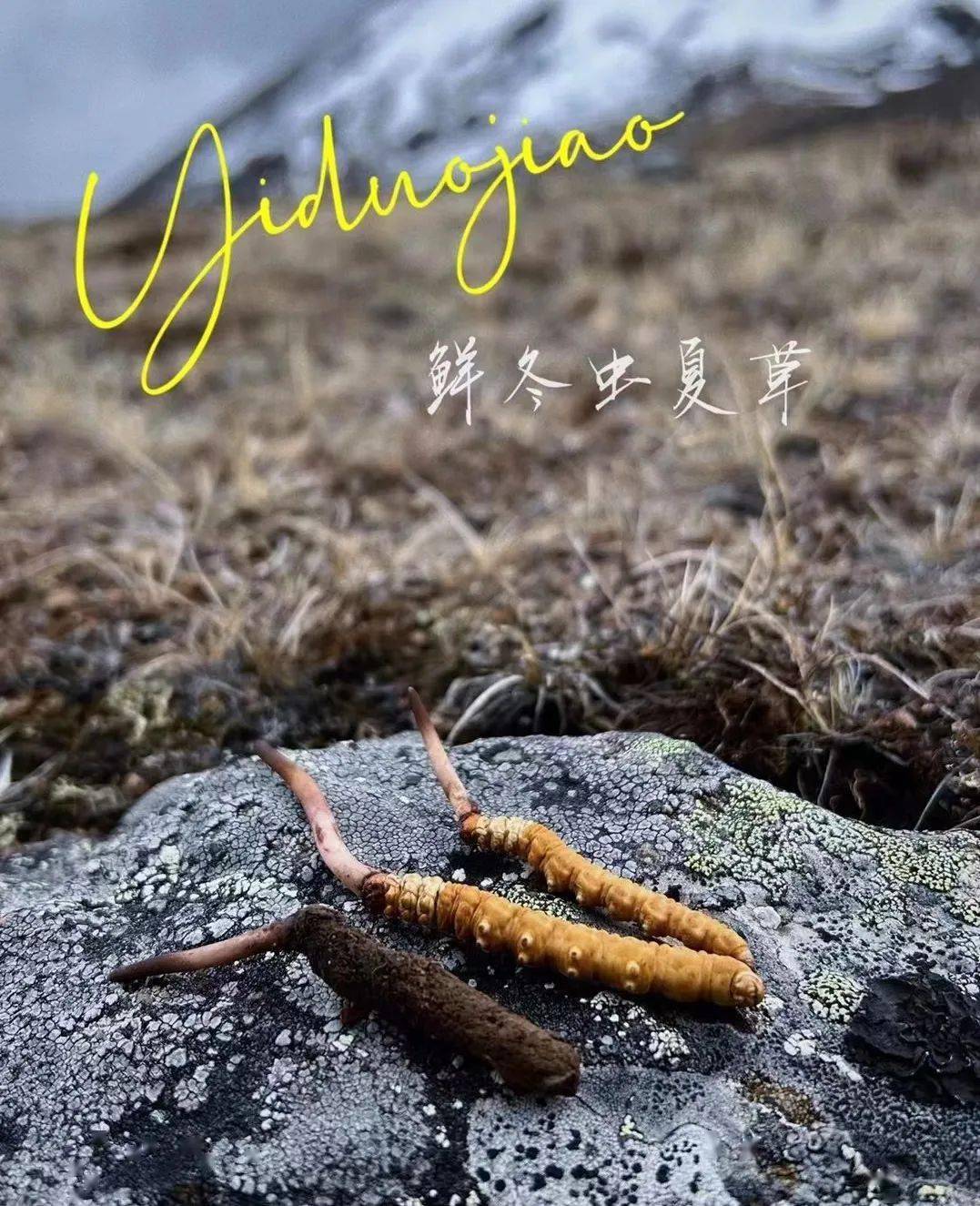 【活动】【高海拔野生鲜虫草】一根鲜草≥3根干草_商品_冬虫夏草_藏民