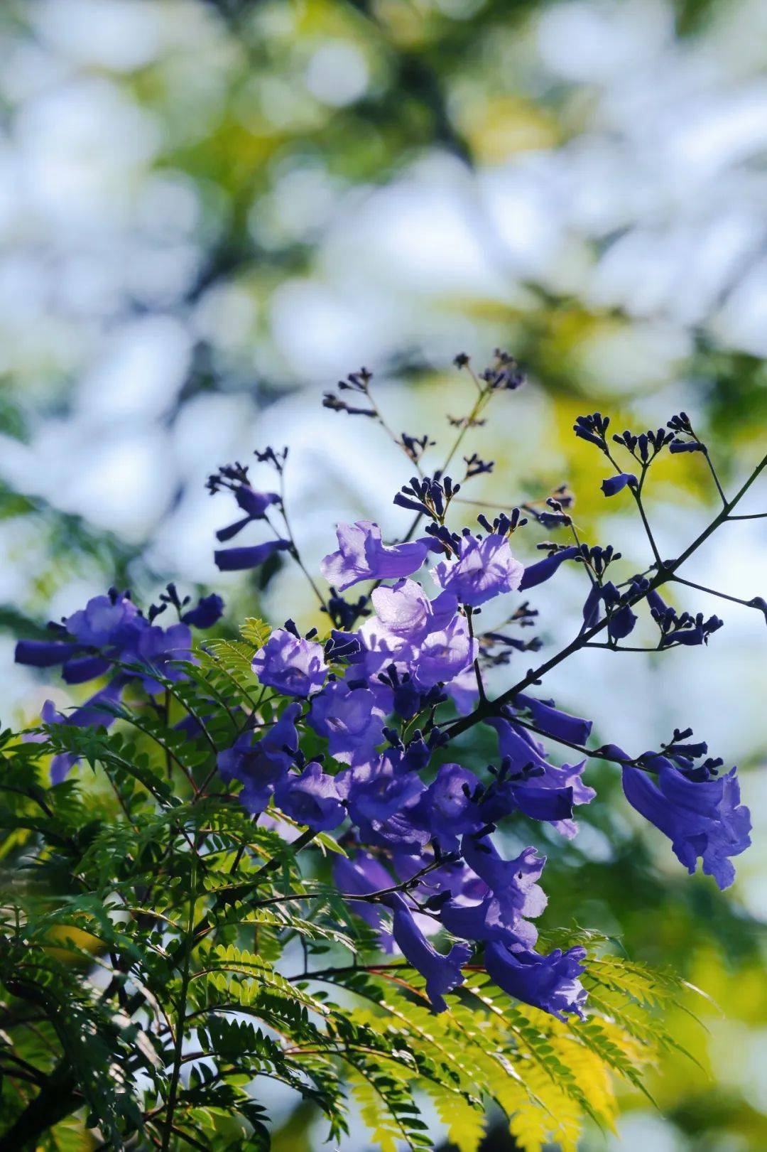 花已成海都江堰蓝花楹绽放夏日限定浪漫来了