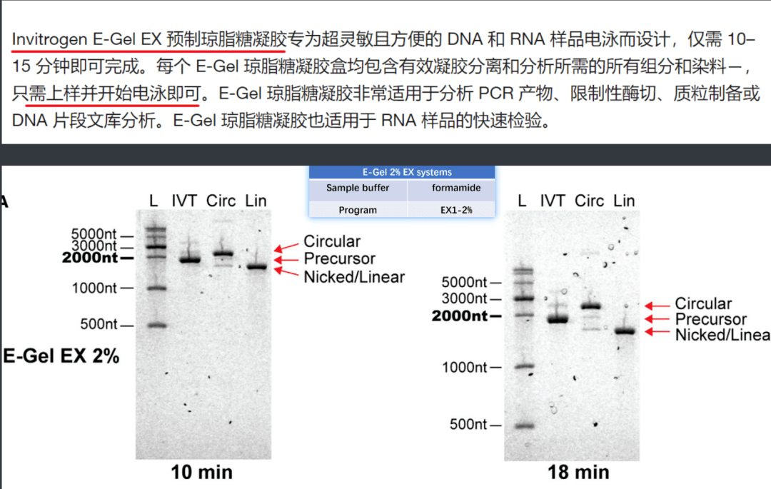 並且設計一系列靶向不同區域的探針,用northern雜交去驗證分離結果