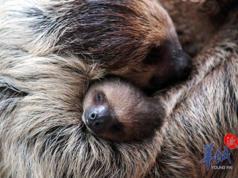 树懒宝宝萌翻全场正佳雨林生态植物园奉上儿童节大餐