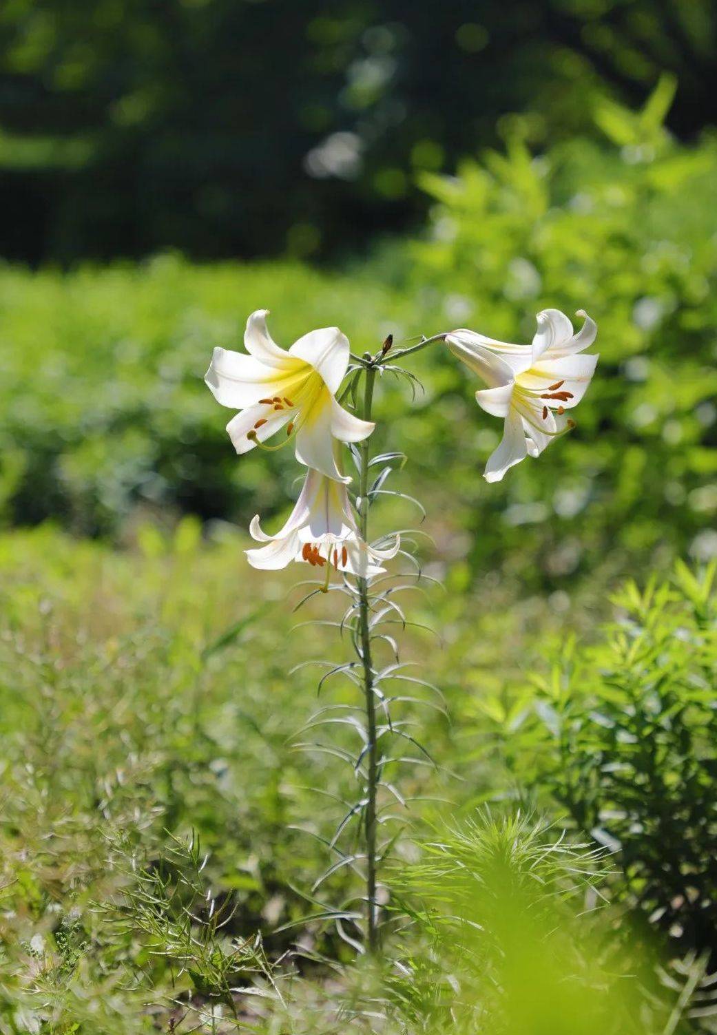 故宫花信 百合 堂前种山丹 错落玛瑙盘 陈淳 写意 花卉