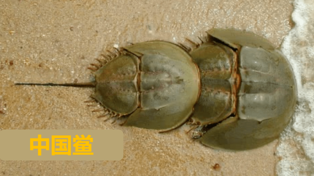 广西有两种鲎中华鲎和圆尾鲎(上图是中华鲎),区别在个体大小及尾巴