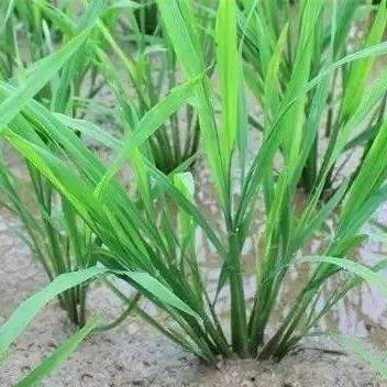 水稻进入分蘖期,如何有效分蘖,提高产量!_防治_菌核_叶鞘