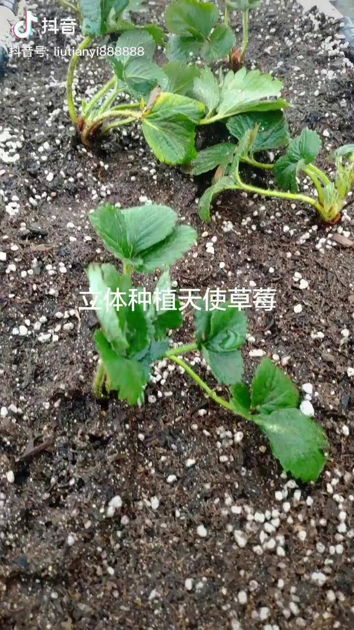 这个天使很好吃火了立体草莓草莓草莓苗立体栽培临沂英农现代化农业