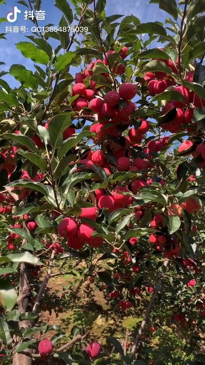 抗寒零下三十五度的鸡心果产量就是高亩产万斤以上南北方均可种植鸡心