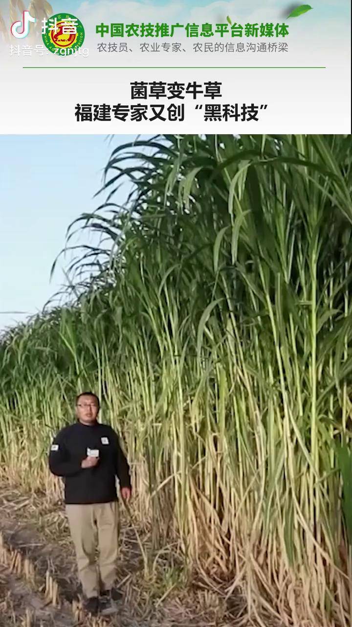 菌草变牛草福建专家又创黑科技巨菌草牛饲料牛草专家