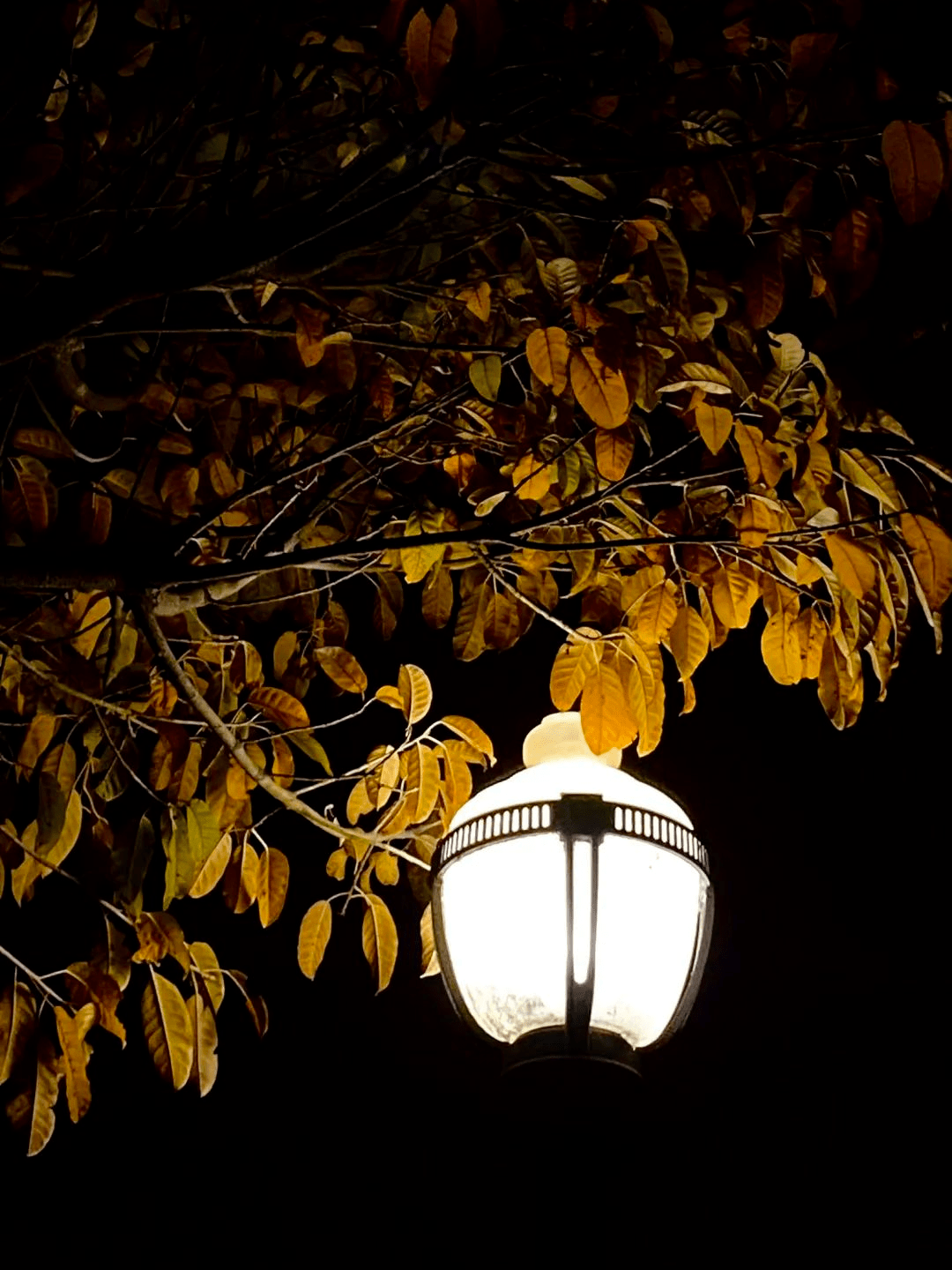 暖色的灯光点缀其间暮光四溢 浓云欲坠夜阑人静雨中宁静让理工学子