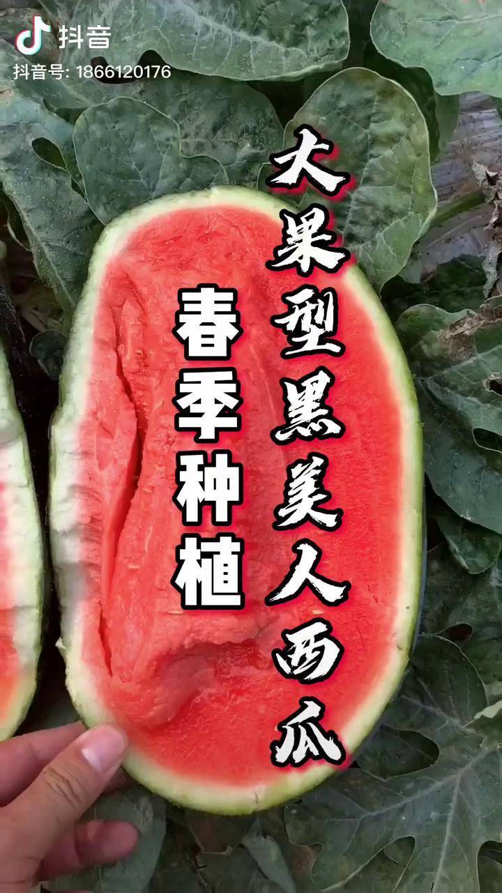 大果黑美人西瓜品种图片