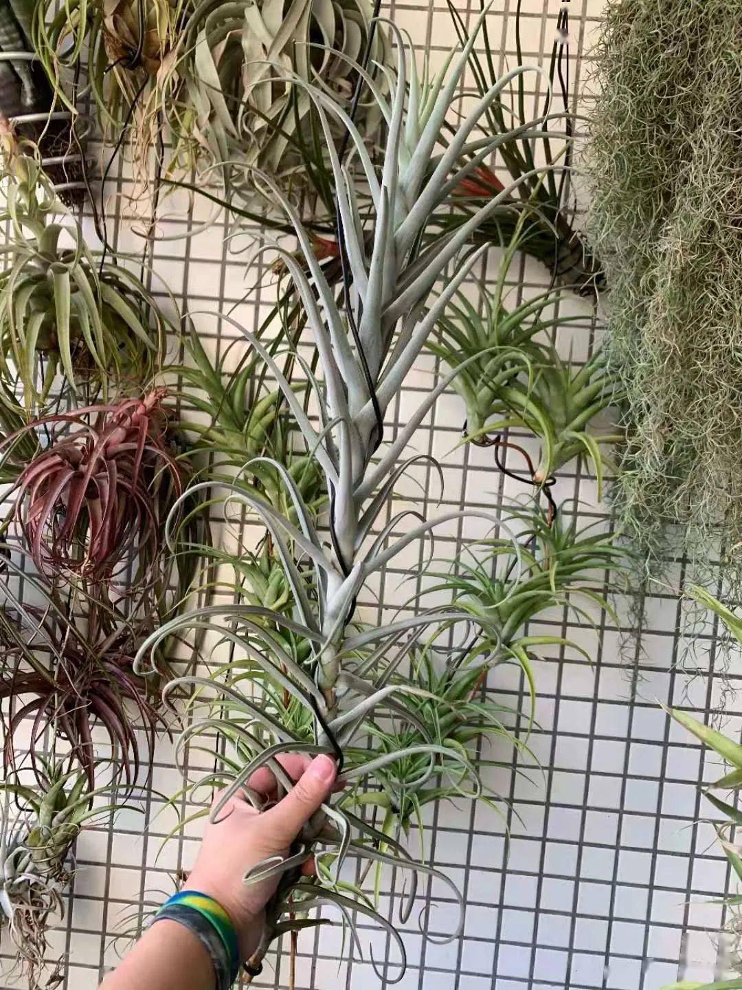 空气凤梨欣赏那些可爱的银叶系