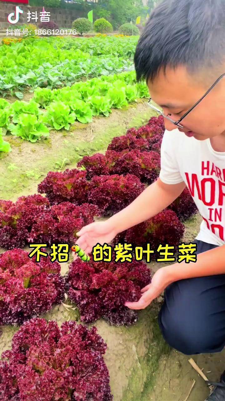 但凡家里有点一定要种一下这个紫叶生菜不招虫子生长速度还快紫叶生菜