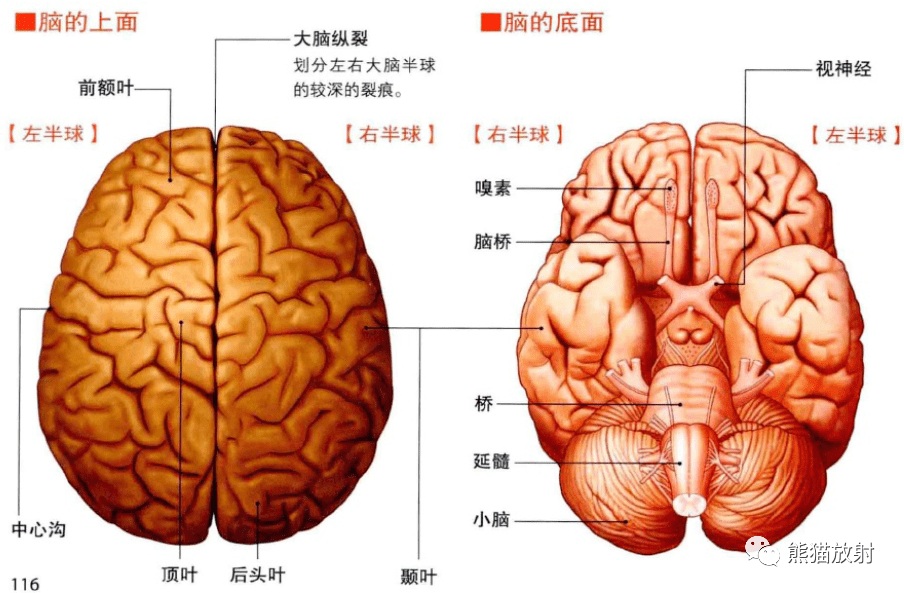 脑部构造大脑基底核小脑和脑干内容节选自 《3d人体解剖图》唐晓艳 译