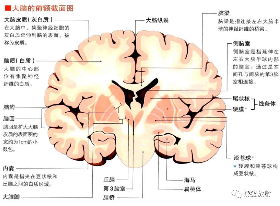 大脑解剖图正面图片