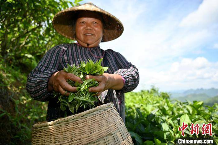 俯瞰广西千亩生态茶园 茶农山巅制茶香