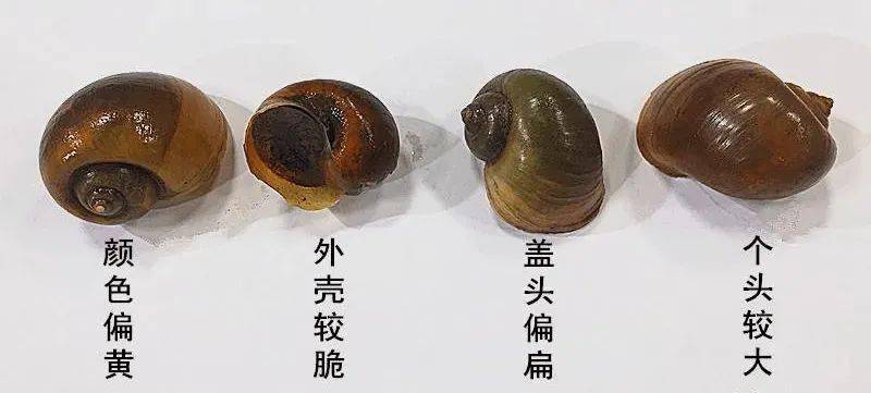 管圆_田螺_广州