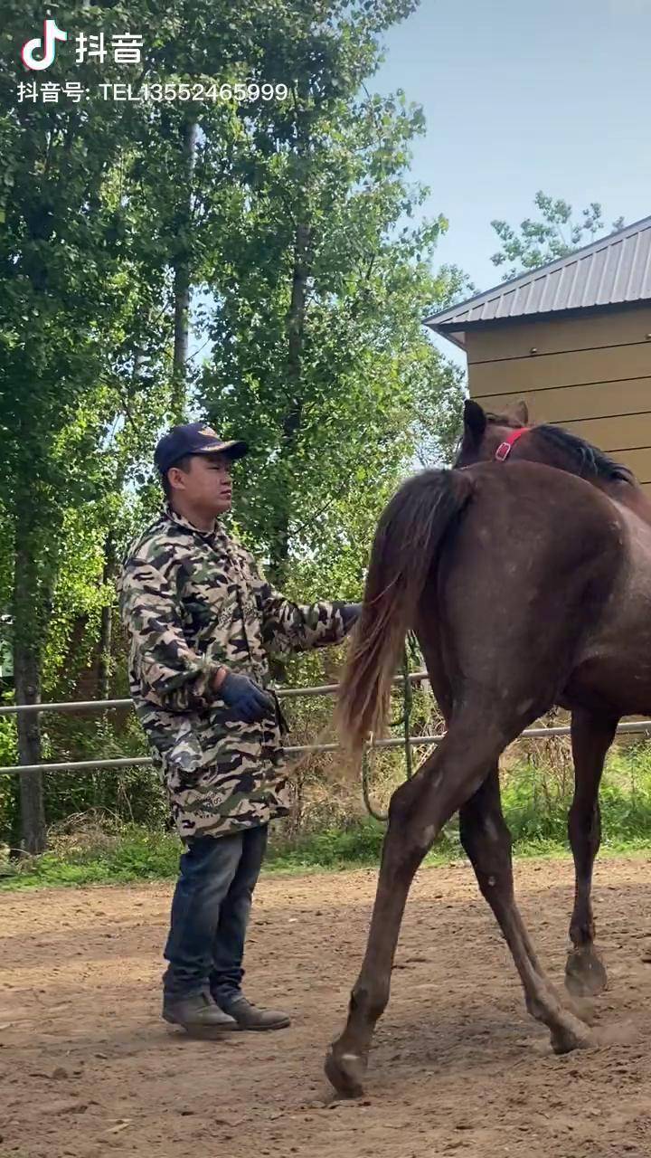 阿拉伯阿拉伯馬的魅力騎馬馬小阿拉伯還想踢人呢