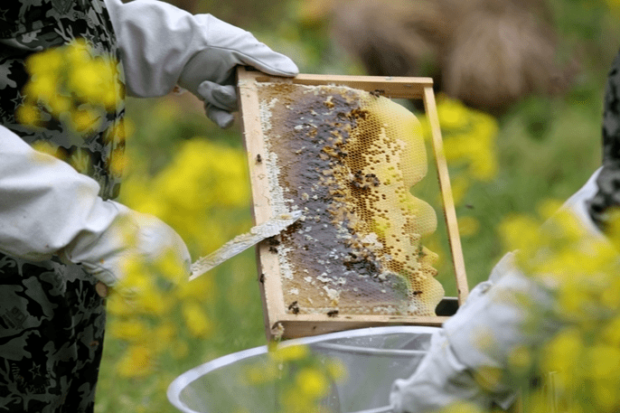 寻蜂探蜜亲子半日营探索蜜蜂王国体验采蜜酿蜜
