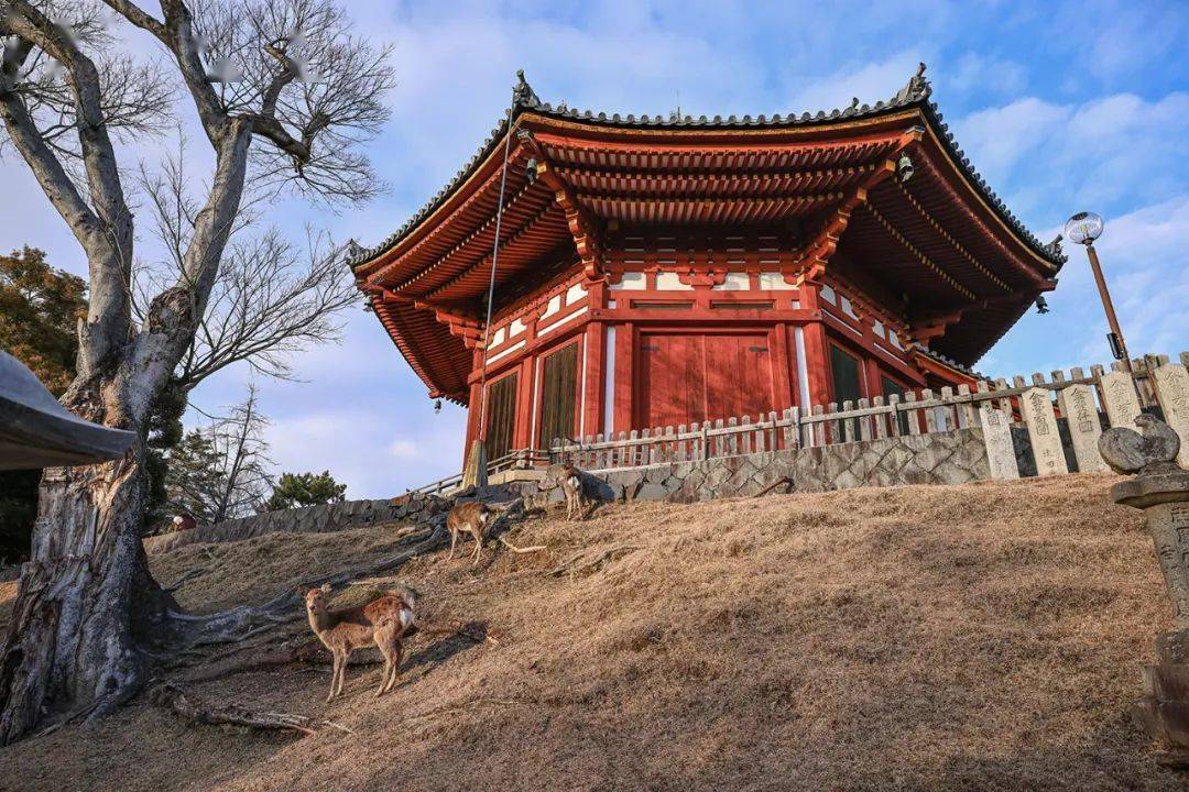 南圆堂|重文|江户中期 宽保元年(1741)中金堂鸱尾中金堂远眺五重塔