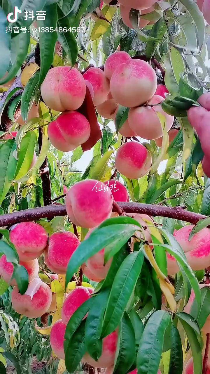 仙桃桃树苗 脆甜可口的水果 三农_树苗_仙桃_水果